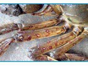 河蟹常见的几种疾病及防治方法